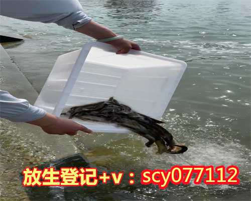 长江黄鳝放生，救了一条大黄鳝后发生的事