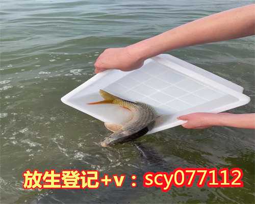滁州放生泥鳅图片