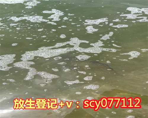 放生池乌龟河北，三明市区哪里可以放生黑鱼【放生祈福图片】