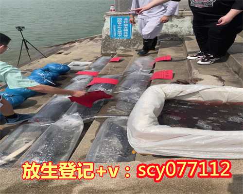 个人放生甲鱼，监利县一村民捡到50岁大甲鱼已送往长江放生