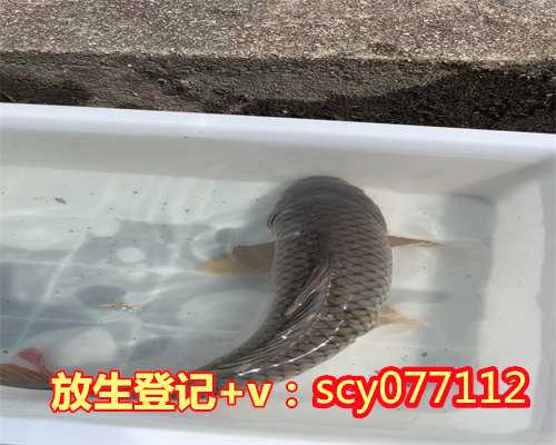 南京公园放生野生甲鱼，《当代高僧墨迹展》在南京普光寺开展