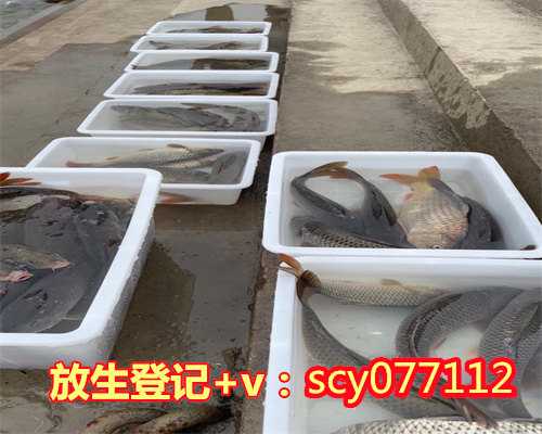 南京哪里放生甲鱼好一点的地方，南京琵琶湖现众多死河蚌疑为不当放生