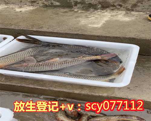 杭州可以放生鱼的寺庙