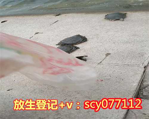 重庆有放生乌龟的地方